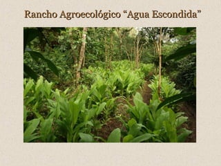 Rancho Agroecológico “Agua Escondida”

 