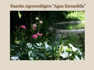 Rancho Agroecológico “Agua Escondida”

 