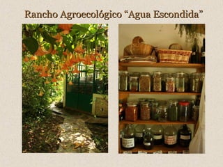 Rancho Agroecológico “Agua Escondida”

 