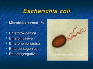 Escherichia coliEscherichia coli
 Microbiota normal 1%Microbiota normal 1%
 EnterotoxigénicaEnterotoxigénica
 EnteroinvasivaEnteroinvasiva
 EnterohemorrágicaEnterohemorrágica
 EnteropatogénicaEnteropatogénica
 Enteroagregativa-Enteroagregativa-
 