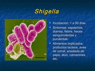 ShigellaShigella
 Incubación: 1 a 50 díasIncubación: 1 a 50 días
 Síntomas: espasmos,Síntomas: espasmos,
diarrea, fiebre, hecesdiarrea, fiebre, heces
sanguinolentas ysanguinolentas y
purulentas.purulentas.
 Alimentos implicados:Alimentos implicados:
productos lacteos, avesproductos lacteos, aves
de corral, ensalada dede corral, ensalada de
papa, atún, camarones,papa, atún, camarones,
etc.etc.
 