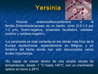 YersiniaYersinia
• Yersinia enterocolitica pertenece a la
familia Enterobacteriaceae; es un bacilo, corto (0,5-1,0 por
1-2 µm), Gram-negativo, anaerobio facultativo, catalasa-
positivo y oxidasa-negativo.
•La yersiniosis es más corriente en los climas más fríos de la
Europa septentrional, especialmente en Bélgica, y en
América del Norte donde han sido denunciados varios
brotes importantes. 
•Es capaz de crecer dentro de una amplia escala de
temperaturas, desde -1 °C hasta +40°C, con un crecimiento
óptimo en torno a 29°C
 