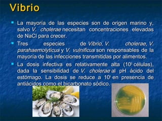 VibrioVibrio
 La mayoría de las especies son de origen marino y,La mayoría de las especies son de origen marino y,
salvo salvo V. choleraeV. cholerae necesitan concentraciones elevadas necesitan concentraciones elevadas
de NaCl para crecer.de NaCl para crecer.
 Tres especies de Tres especies de VibrioVibrio, , V. choleraeV. cholerae, , V.V.
parahaemolyticusparahaemolyticus y  y V. vulnificusV. vulnificus son responsables de la son responsables de la
mayoría de las infecciones transmitidas por alimentos.mayoría de las infecciones transmitidas por alimentos.
 La dosis infectiva es relativamente alta (10La dosis infectiva es relativamente alta (1088
 células), células),
dada la sensibilidad de dada la sensibilidad de V. choleraeV. cholerae al pH ácido del al pH ácido del
estómago. La dosis se reduce a 10estómago. La dosis se reduce a 1044
 en presencia de en presencia de
antiácidos como el bicarbonato sódico.antiácidos como el bicarbonato sódico.
 