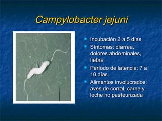 Campylobacter jejuniCampylobacter jejuni
 Incubación 2 a 5 díasIncubación 2 a 5 días
 Síntomas: diarrea,Síntomas: diarrea,
dolores abdominales,dolores abdominales,
fiebrefiebre
 Período de latencia: 7 aPeríodo de latencia: 7 a
10 días10 días
 Alimentos involucrados:Alimentos involucrados:
aves de corral, carne yaves de corral, carne y
leche no pasteurizadaleche no pasteurizada
 