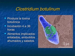 Clostridium botulinumClostridium botulinum
 Produce la toxinaProduce la toxina
botulínicabotulínica
 Incubación 4 a 36Incubación 4 a 36
horashoras
 Alimentos implicados:Alimentos implicados:
enlatados, embutidosenlatados, embutidos
ahumados y salados.ahumados y salados.
 