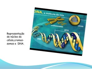 Representação
de núcleo da
célula,cromos-
somos e DNA.
 