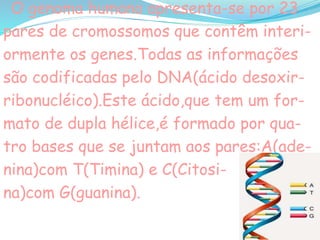 O genoma humano apresenta-se por 23
pares de cromossomos que contêm interi-
ormente os genes.Todas as informações
são codificadas pelo DNA(ácido desoxir-
ribonucléico).Este ácido,que tem um for-
mato de dupla hélice,é formado por qua-
tro bases que se juntam aos pares:A(ade-
nina)com T(Timina) e C(Citosi-
na)com G(guanina).
 