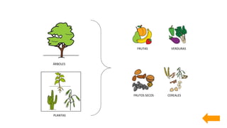 ÁRBOLES
PLANTAS
FRUTAS VERDURAS
FRUTOS SECOS CEREALES
 