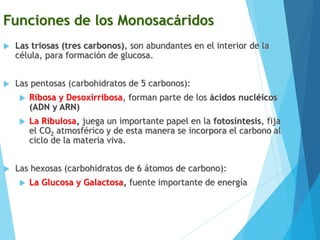 Funciones de los Monosacáridos
 Las triosas (tres carbonos), son abundantes en el interior de la
célula, para formación de glucosa.
 Las pentosas (carbohidratos de 5 carbonos):
 Ribosa y Desoxirribosa, forman parte de los ácidos nucléicos
(ADN y ARN)
 La Ribulosa, juega un importante papel en la fotosíntesis, fija
el CO2 atmosférico y de esta manera se incorpora el carbono al
ciclo de la materia viva.
 Las hexosas (carbohidratos de 6 átomos de carbono):
 La Glucosa y Galactosa, fuente importante de energía
 