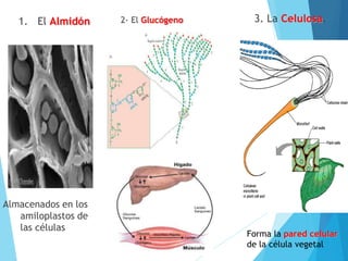 1. El Almidón 2- El Glucógeno
Almacenados en los
amiloplastos de
las células
3. La Celulosa.
Forma la pared celular
de la célula vegetal
 