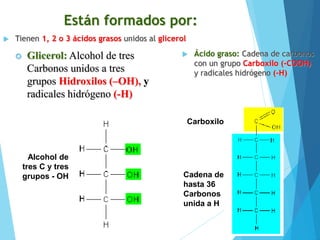 Están formados por:
 Tienen 1, 2 o 3 ácidos grasos unidos al glicerol
 Ácido graso: Cadena de carbonos
con un grupo Carboxilo (-COOH)
y radicales hidrógeno (-H)
 Glicerol: Alcohol de tres
Carbonos unidos a tres
grupos Hidroxilos (–OH), y
radicales hidrógeno (-H)
Carboxilo
Cadena de
hasta 36
Carbonos
unida a H
Alcohol de
tres C y tres
grupos - OH
 