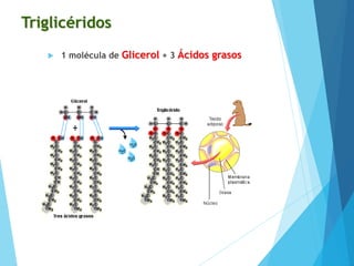 Triglicéridos
 1 molécula de Glicerol + 3 Ácidos grasos
 