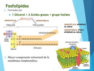 Fosfolípidos
 Formados por
 1 Glicerol + 2 Ácidos grasos + grupo fosfato
 Mayor componente estructural de la
membrana citoplasmática
HIDROFÓBICA
HIDROFÍLICA
HIDROFÍLICA: AFINIDAD
AL AGUA
HIDROFÓBICA: POCA
AFINIDAD AL AGUA
 