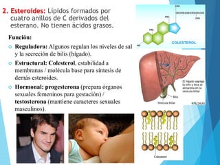 2. Esteroides: Lípidos formados por
cuatro anillos de C derivados del
esterano. No tienen ácidos grasos.
Función:
 Reguladora: Algunos regulan los niveles de sal
y la secreción de bilis (hígado).
 Estructural: Colesterol, estabilidad a
membranas / molécula base para síntesis de
demás esteroides.
 Hormonal: progesterona (prepara órganos
sexuales femeninos para gestación) /
testosterona (mantiene caracteres sexuales
masculinos).
 