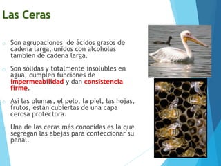 Las Ceras
o Son agrupaciones de ácidos grasos de
cadena larga, unidos con alcoholes
también de cadena larga.
o Son sólidas y totalmente insolubles en
agua, cumplen funciones de
impermeabilidad y dan consistencia
firme.
o Así las plumas, el pelo, la piel, las hojas,
frutos, están cubiertas de una capa
cerosa protectora.
o Una de las ceras más conocidas es la que
segregan las abejas para confeccionar su
panal.
 