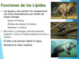 Funciones de los Lípidos
 Las grasas y los aceites: En comparación
con otras biomoléculas son fuente de
mayor energía.
Grasas: 9.5 kcal/g
Hidratos de carbono: 4.2 kcal/g
Proteínas: 4.1 kcal/g
 Recubren y protegen mecánicamente
órganos, como el tejido adiposo de pies y
manos.
 El pelo y las plumas repele el agua.
 Mantiene el calor corporal
 