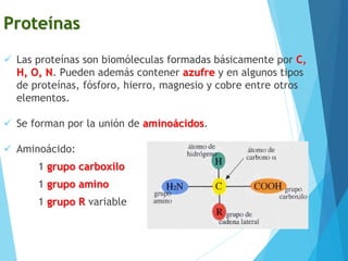 Proteínas
 Las proteínas son biomóleculas formadas básicamente por C,
H, O, N. Pueden además contener azufre y en algunos tipos
de proteínas, fósforo, hierro, magnesio y cobre entre otros
elementos.
 Se forman por la unión de aminoácidos.
 Aminoácido:
1 grupo carboxilo
1 grupo amino
1 grupo R variable
 