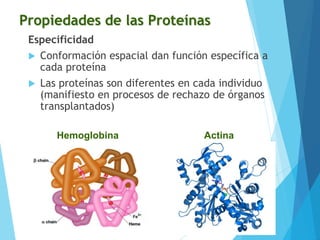 Propiedades de las Proteínas
Especificidad
 Conformación espacial dan función específica a
cada proteína
 Las proteínas son diferentes en cada individuo
(manifiesto en procesos de rechazo de órganos
transplantados)
Actina
Hemoglobina
 