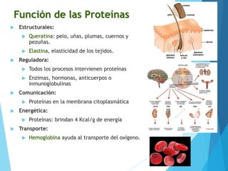 Función de las Proteínas
 Estructurales:
 Queratina: pelo, uñas, plumas, cuernos y
pezuñas.
 Elastina, elasticidad de los tejidos.
 Reguladora:
 Todos los procesos intervienen proteínas
 Enzimas, hormonas, anticuerpos o
inmunoglobulinas
 Comunicación:
 Proteínas en la membrana citoplasmática
 Energética:
 Proteínas: brindan 4 Kcal/g de energía
 Transporte:
 Hemoglobina ayuda al transporte del oxígeno.
 