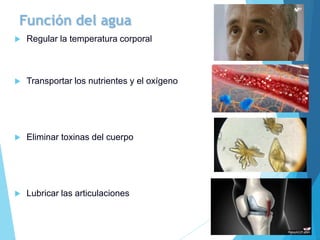 Función del agua
 Regular la temperatura corporal
 Transportar los nutrientes y el oxígeno
 Eliminar toxinas del cuerpo
 Lubricar las articulaciones
 