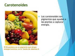 Carotenoides
 Los carotenoides son
pigmentos que ayudan a
las plantas a capturar
energía.
El B-caroteno es un pigmento que atrapa
energía lumínica, es la fuente de vitamina A
 