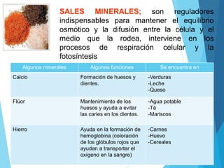 SALES MINERALES; son reguladores
indispensables para mantener el equilibrio
osmótico y la difusión entre la célula y el
medio que la rodea, interviene en los
procesos de respiración celular y la
fotosíntesis
Algunos minerales Algunas funciones Se encuentra en
Calcio Formación de huesos y
dientes.
-Verduras
-Leche
-Queso
Flúor Mantenimiento de los
huesos y ayuda a evitar
las caries en los dientes.
-Agua potable
-Té
-Mariscos
Hierro Ayuda en la formación de
hemoglobina (coloración
de los glóbulos rojos que
ayudan a transportar el
oxígeno en la sangre)
-Carnes
-Huevo
-Cereales
 
