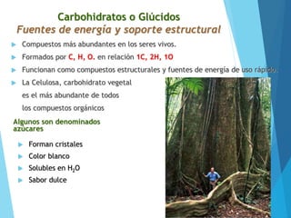  Compuestos más abundantes en los seres vivos.
 Formados por C, H, O. en relación 1C, 2H, 1O
 Funcionan como compuestos estructurales y fuentes de energía de uso rápido.
 La Celulosa, carbohidrato vegetal
es el más abundante de todos
los compuestos orgánicos
Carbohidratos o Glúcidos
Fuentes de energía y soporte estructural
Algunos son denominados
azúcares
 Forman cristales
 Color blanco
 Solubles en H2O
 Sabor dulce
 