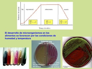 El desarrollo de microorganismos en los
alimentos se favorecen por las condiciones de
humedad y temperatura
 
