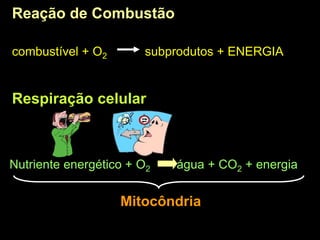 Reação de Combustão
combustível + O2 subprodutos + ENERGIA
Respiração celular
Nutriente energético + O2 água + CO2 + energia
Mitocôndria
 
