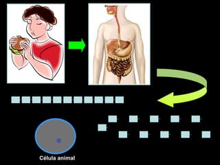 Célula animal
 