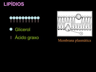 Glicerol
Ácido graxo
Membrana plasmática
LIPÍDIOS
 