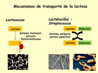 Mecanismos de transporte de la lactosa
Lactococcus
Lactosa
Sistema fosfoenol-
piruvato
fosfotransferasa
L
a
c
t
o
s
a
P
Lactobacillus -
Streptococcus
Lactosa
Sistema antiporte
lactosa-galactosa
Lactosa
Galactosa
Galactosa
 