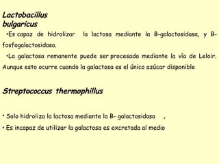 Lactobacillus
bulgaricus
•Es capaz de hidrolizar la lactosa mediante la B-galactosidasa, y B-
fosfogalactosidasa.
•La galactosa remanente puede ser procesada mediante la vía de Leloir.
Aunque esto ocurre cuando la galactosa es el único azúcar disponible
Streptococcus thermophillus
• Solo hidroliza la lactosa mediante la B- galactosidasa .
• Es incapaz de utilizar la galactosa es excretada al medio
 