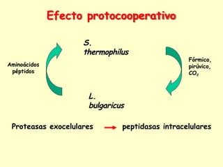 Efecto protocooperativo
S.
thermophilus
L.
bulgaricus
Fórmico,
pirúvico,
CO2
Aminoácidos
péptidos
Proteasas exocelulares peptidasas intracelulares
 