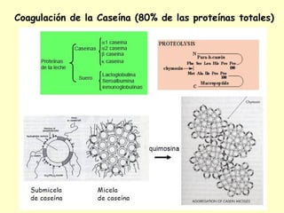 Coagulación de la Caseína (80% de las proteínas totales)
 