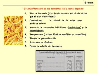El queso
El Comportamiento de los fermentos en la leche depende:
1. Tipo de bacteria (Str. lactis produce más ácido láctico
que el Str. diacetilactis)
2. Composición y calidad de la leche como
medio de cultivo
3. Ausencia de sustancias inhibidoras (antibióticos) y de
bacteriofagos
4. Temperatura (cultivos lácticos mesófilos y termófilos)
5. Tiempo de premaduración
6. % fermentos añadidos
7. Forma de adición del fermento
 