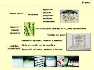 Ciertos quesos
Penicillium
roqueforti
glaucum
gorgonzola
candidum
camemberti
roqueforti
glaucum
gorgonzola
Necesitan gran cantidad de O2 para desarrollarse
Pinchado del queso
candidum
camemberti
Desarrollo del moho: interior a exterior
Moho extendido por la superficie
Desarrollo del moho: exterior a interior
El queso
 