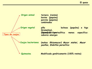 Tipos de cuajos
Origen animal
Origen vegetal
Cuajos bacterianos
lechosa
ternera (renina)
bovino (pepsina)
porcino (pepsina)
combinados
piña
(bromelina),
(ficina) Cardoon
(papaína) e higo
menos especifica:
capacidad proteolítica
sabores amargos
(mohos Rhizomucor) Mucor miehei, Mucor
pusillus, Endothia parasítica
Quimosina Modificada genéticamente (100% renina)
El queso
 