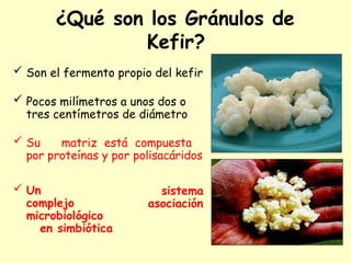 ¿Qué son los Gránulos de
Kefir?
 Son el fermento propio del kefir
 Pocos milímetros a unos dos o
tres centímetros de diámetro
 Su matriz está compuesta
por proteínas y por polisacáridos
sistema
asociación
 Un
complejo
microbiológico
en simbiótica
 