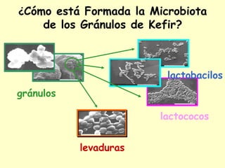 ¿Cómo está Formada la Microbiota
de los Gránulos de Kefir?
lactococos
levaduras
lactobacilos
gránulos
 