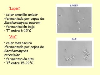 “Lager"
- color amarillo-ambar
-fermentada por cepas de
Saccharomyces uvarum
- fermentación baja
- Tª entre 6-15ºC
“Ale"
- color mas oscuro
-fermentada por cepas de
Saccharomyces
cerevisiae
- fermentación alta
- Tª entre 15-22ºC
 