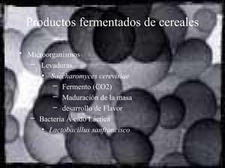• Microorganismos
– Levaduras
• Saccharomyces cerevisiae
– Fermento (CO2)
– Maduración de la masa
– desarrollo de Flavor
– Bacteria Á cido Láctica
• Lactobacillus sanfrancisco
Productos fermentados de cereales
 