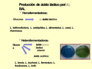 Glucos
a
ácido
láctico
etanol
ácido acético
L. brevis, L. buchneri, L. fermentum, L.
fructivorans, L. kefir.
 Homofermentadoras:
Glucosa ácido láctico
L. kefiranofaciens, L. acidophilus, L. alimentarius, L. casei, L.
rhamnosus.
 Heterofermentadoras:
Producción de ácido láctico por
BAL
 