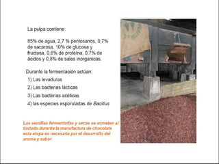 alimentos fermentados bbbbbbbbbbbbbbbbbbbbbbbbbbbbbbbbbbbbbbbbbbbbbbbbb