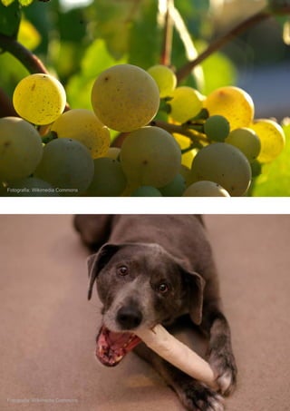 MUNDO DOS ANIMAIS
Fotografia: Wikimedia Commons
Fotografia: Wikimedia Commons
 