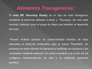  El maíz RR (Roundup Ready) es un tipo de maíz transgénico
resistente al herbicida glifosato (Liberty y Roundup). Se creó para
combatir malezas como el sorgo de Alepo que retardan el desarrollo
del maíz.
 Pioneer Hi-Bred también ha comercializado híbridos de maíz
tolerantes al herbicida imidazolina bajo la marca "Clearfield", sin
embargo en estos híbridos la tolerancia a herbicida se incorporó a las
variedades mediante selección de cultivos tisulares y la acción de del
mutágeno metanosulfonato de etilo y no mediante ingeniería
genética.
 