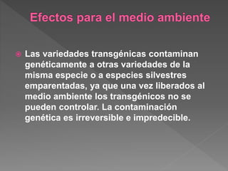 Las variedades transgénicas contaminan
genéticamente a otras variedades de la
misma especie o a especies silvestres
emparentadas, ya que una vez liberados al
medio ambiente los transgénicos no se
pueden controlar. La contaminación
genética es irreversible e impredecible.
 