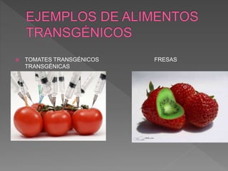  TOMATES TRANSGÉNICOS FRESAS
TRANSGÉNICAS
 