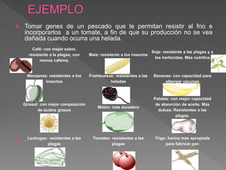  Tomar genes de un pescado que le permitan resistir al frio e
incorporarlos a un tomate, a fin de que su producción no se vea
dañada cuando ocurra una helada.
 .
Café: con mejor sabor,
resistente a la plagas, con
menos cafeína.
Maíz: resistente a los insectos
Soja: resistente a las plagas y a
los herbicidas. Más nutritiva
Manzanas: resistentes a los
insectos
Frambuesas: resistentes a las
heladas
Bananas: con capacidad para
albergar vacunas
Girasol: con mejor composición
de ácidos grasos
Melón: más duradero
Patatas: con mejor capacidad
de absorción de aceite. Más
dulces. Resistentes a las
plagas.
Lechugas: resistentes a las
plagas
Tomates: resistentes a las
plagas
Trigo: harina más apropiada
para fabricar pan
 