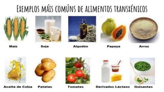 Exemplos máis comúns de alimentos transxénicos
 